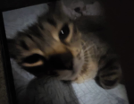 Pepper the cat Fandom