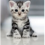 Cat Person Group!!!