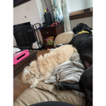 #penny and marley Culb