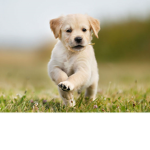 patao