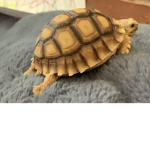 TURTLE!!!!!!!!!!!!!!!!!