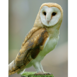 Owl group chat