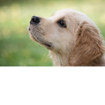 Adopt pups