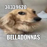 belladonnas >ᴗ<