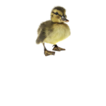 "The Ducks"