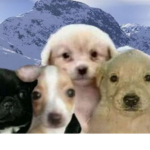 love dog's and cat's