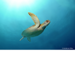 Sea Animal Group!