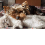 I cagnolini e i gattini