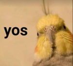BIRB WORLD