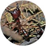 DRIVER ANTS