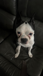 Is my dog cute