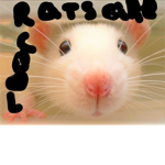 Rats are cool and rule