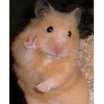 TROLLER RATS