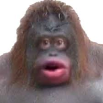 Join If you like monkes