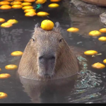 Capi’s Capybaras