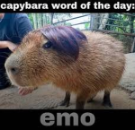 capybaraisland