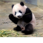 Die schlau en Pandas