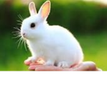 Ksenija’s bunny’s