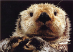 Otter Lovers