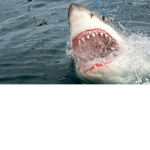 Fast Shark Fan Club