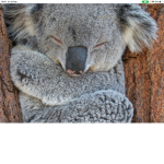 #save all the koalas