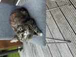 The chilling cat squad
