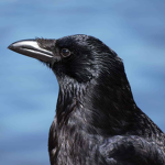 The birdwatching club