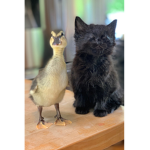 The cat empire (cute)