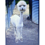 Lama-drama fan group