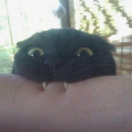 オードリー