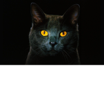 Cat group fan