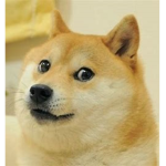 ~ The Kingdom Of Doge ~