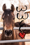 World wide equestrian!!!!