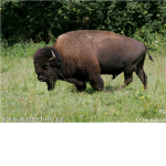 BOB-Black Ops Bison