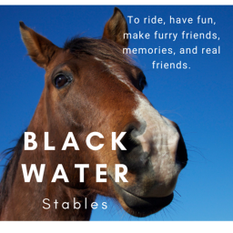|X| BlackWater Stables |X|