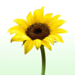 Legalise Sunflower Party