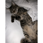 That cat is the best