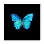 Blue Butterfly Army :)