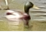 duck be duck area
