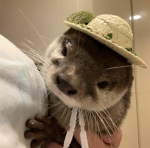 We really love otters