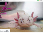 Axolotl‘s revolution