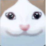 Popcat Group! POP
