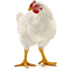 The Real Chicken Army.