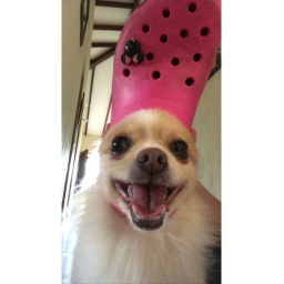 obby