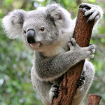 KOALA LOVERS GROUP!!!!!