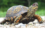 Exotic's Turtles