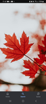 Maple group!
