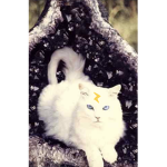 ||+||Magik Cats||+||