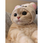 Cats4life :D