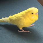 Birb Offical Fan Club